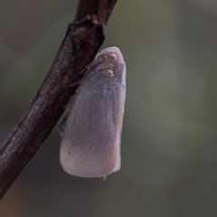 Anzora unicolor at Legacy Park Woodland Reserve - 20 Mar 2024 05:12 PM