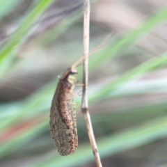 Stenosmylus tenuis (Osmylid lacewing) at Campbell, ACT - 20 Mar 2024 by Hejor1