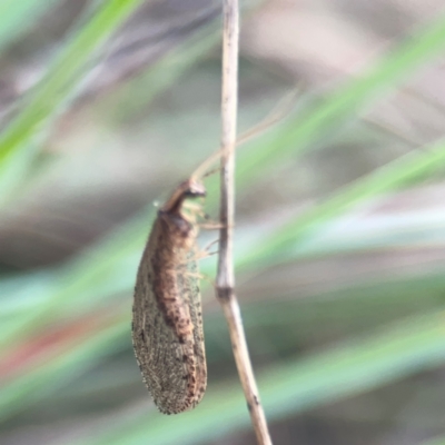 Stenosmylus tenuis (Osmylid lacewing) at Legacy Park Woodland Reserve - 20 Mar 2024 by Hejor1