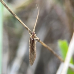 Stenosmylus tenuis at Legacy Park Woodland Reserve - 20 Mar 2024