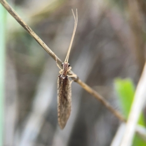 Stenosmylus tenuis at Legacy Park Woodland Reserve - 20 Mar 2024