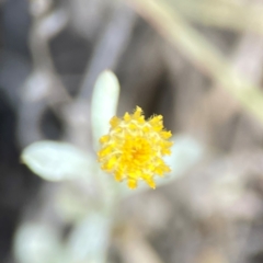 Chrysocephalum apiculatum (Common Everlasting) at Campbell, ACT - 20 Mar 2024 by Hejor1