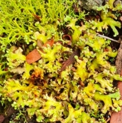 Unidentified Lichen, Moss or other Bryophyte at Crace, ACT - 20 Mar 2024 by WalkYonder