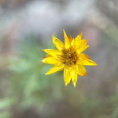 Xerochrysum viscosum (Sticky Everlasting) at Legacy Park Woodland Reserve - 20 Mar 2024 by Hejor1