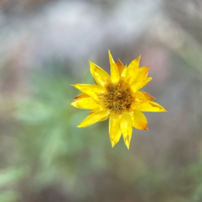 Xerochrysum viscosum (Sticky Everlasting) at Campbell, ACT - 20 Mar 2024 by Hejor1