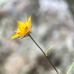 Xerochrysum viscosum at Legacy Park Woodland Reserve - 20 Mar 2024