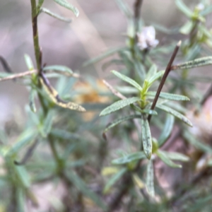 Xerochrysum viscosum at Legacy Park Woodland Reserve - 20 Mar 2024