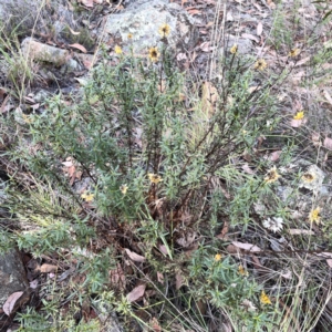 Xerochrysum viscosum at Legacy Park Woodland Reserve - 20 Mar 2024 05:06 PM