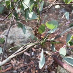 Apiomorpha munita (Four horned Gum-tree Gall) at Campbell, ACT - 20 Mar 2024 by Hejor1