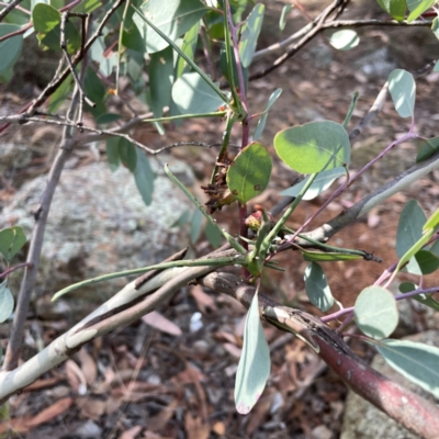 Apiomorpha munita (Four horned Gum-tree Gall) at Legacy Park Woodland Reserve - 20 Mar 2024 by Hejor1