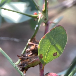 Apiomorpha munita at Legacy Park Woodland Reserve - 20 Mar 2024