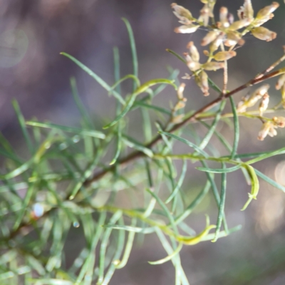 Cassinia quinquefaria (Rosemary Cassinia) at Legacy Park Woodland Reserve - 20 Mar 2024 by Hejor1