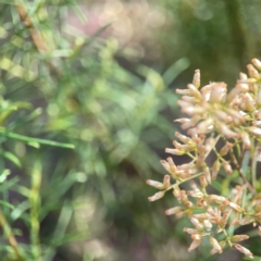 Cassinia quinquefaria at Legacy Park Woodland Reserve - 20 Mar 2024