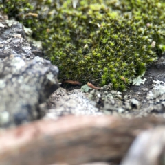 Unidentified Moss, Liverwort or Hornwort at Campbell, ACT - 20 Mar 2024 by Hejor1