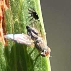 Trupanea (genus) (Fruit fly or seed fly) at Legacy Park Woodland Reserve - 20 Mar 2024 by Hejor1