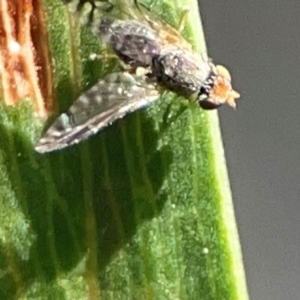 Trupanea (genus) at Legacy Park Woodland Reserve - 20 Mar 2024