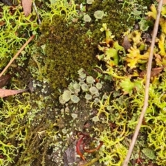Cladonia sp. (genus) (Cup Lichen) at Gungaderra Grasslands - 20 Mar 2024 by WalkYonder