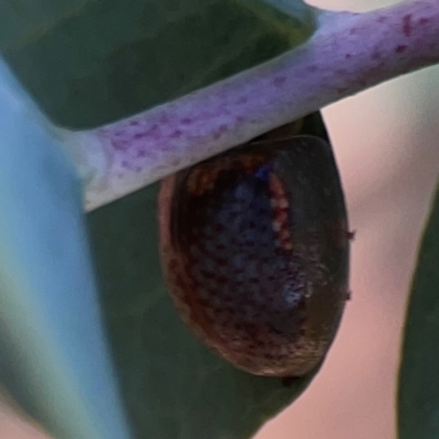 Paropsisterna m-fuscum at Legacy Park Woodland Reserve - 20 Mar 2024 by Hejor1