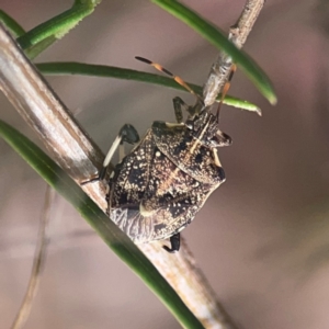 Oncocoris geniculatus at Legacy Park Woodland Reserve - 20 Mar 2024