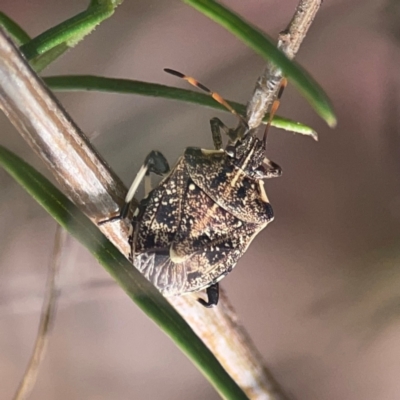 Oncocoris geniculatus (A shield bug) at Campbell, ACT - 20 Mar 2024 by Hejor1