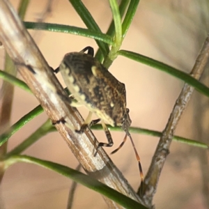 Oncocoris geniculatus at Legacy Park Woodland Reserve - 20 Mar 2024 04:56 PM