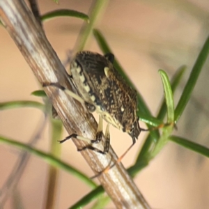 Oncocoris geniculatus at Legacy Park Woodland Reserve - 20 Mar 2024 04:56 PM