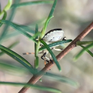 Oncocoris geniculatus at Legacy Park Woodland Reserve - 20 Mar 2024