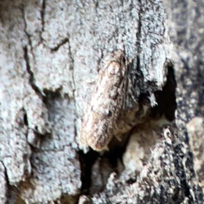 Hofmannophila pseudospretella (Brown House Moth) at Legacy Park Woodland Reserve - 20 Mar 2024 by Hejor1