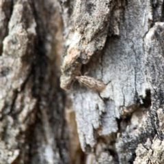 Hofmannophila pseudospretella at Legacy Park Woodland Reserve - 20 Mar 2024 04:42 PM