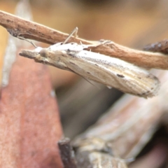 Faveria tritalis (Couchgrass Webworm) at Legacy Park Woodland Reserve - 20 Mar 2024 by Hejor1