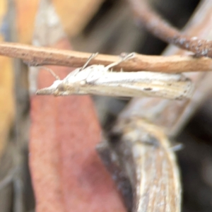 Faveria tritalis at Legacy Park Woodland Reserve - 20 Mar 2024