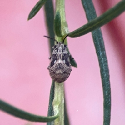 Nysius sp. (genus) (Seed bug) at Legacy Park Woodland Reserve - 20 Mar 2024 by Hejor1