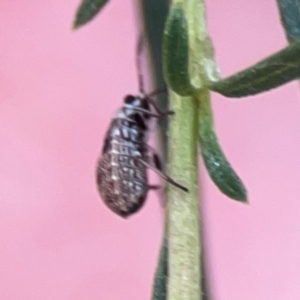 Nysius sp. (genus) at Legacy Park Woodland Reserve - 20 Mar 2024