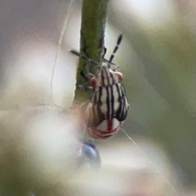 Lygaeidae (family) (Seed bug) at Legacy Park Woodland Reserve - 20 Mar 2024 by Hejor1