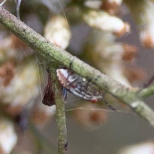 Lygaeidae (family) at Legacy Park Woodland Reserve - 20 Mar 2024