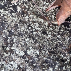 Xanthoparmelia sp. at Legacy Park Woodland Reserve - 20 Mar 2024