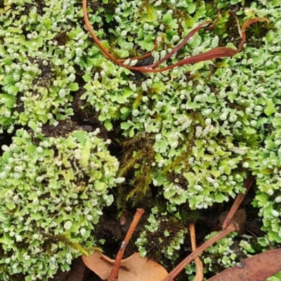 Unidentified Lichen, Moss or other Bryophyte at Gungaderra Grasslands - 20 Mar 2024 by WalkYonder