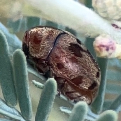 Elaphodes sp. (genus) (Leaf beetle) at Legacy Park Woodland Reserve - 20 Mar 2024 by Hejor1