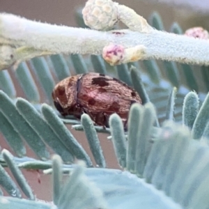 Elaphodes sp. (genus) at Legacy Park Woodland Reserve - 20 Mar 2024