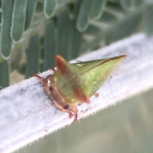 Sextius virescens at Legacy Park Woodland Reserve - 20 Mar 2024