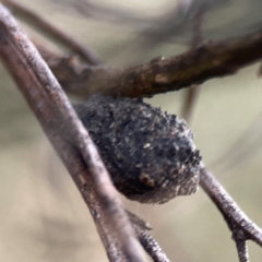 Cryptocephalinae (sub-family) (A case-bearing leaf beetle) at Legacy Park Woodland Reserve - 20 Mar 2024 by Hejor1