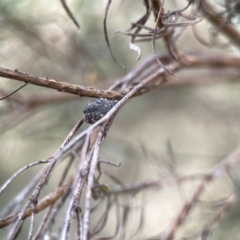 Cryptocephalinae (sub-family) at Legacy Park Woodland Reserve - 20 Mar 2024 04:21 PM