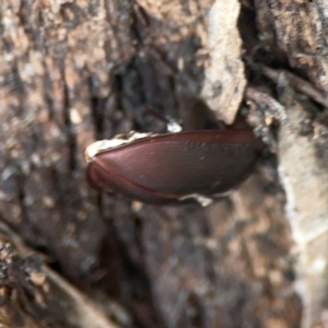 Pterohelaeus planus at Legacy Park Woodland Reserve - 20 Mar 2024