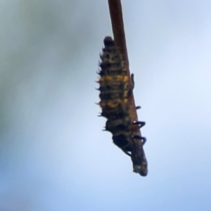 Harmonia conformis at Legacy Park Woodland Reserve - 20 Mar 2024