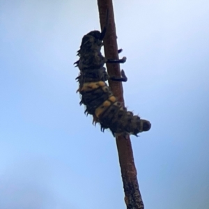 Harmonia conformis at Legacy Park Woodland Reserve - 20 Mar 2024 04:16 PM