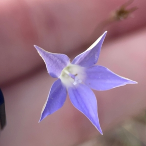 Wahlenbergia luteola at Legacy Park Woodland Reserve - 20 Mar 2024