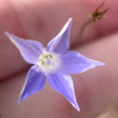 Wahlenbergia luteola at Legacy Park Woodland Reserve - 20 Mar 2024