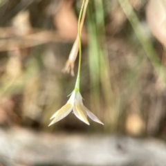 Wahlenbergia luteola at Legacy Park Woodland Reserve - 20 Mar 2024