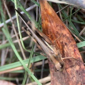 Caledia captiva at Legacy Park Woodland Reserve - 20 Mar 2024