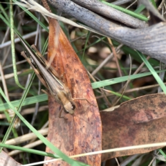 Caledia captiva at Legacy Park Woodland Reserve - 20 Mar 2024